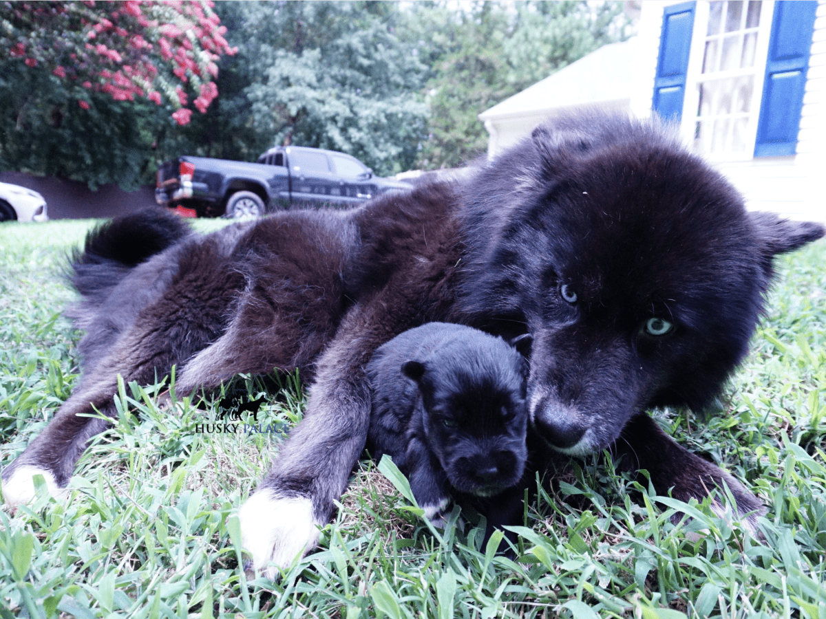 Michaela Queen Of The Night All Black Husky Palace