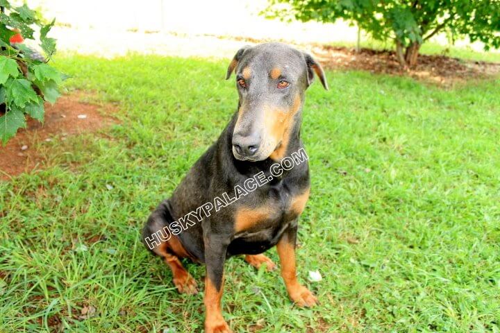 cosmo dobermans for sale