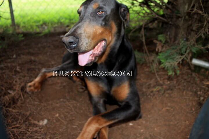 Doberman Palace's Tobias