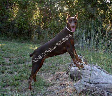 katniss doberman pinscher for sale