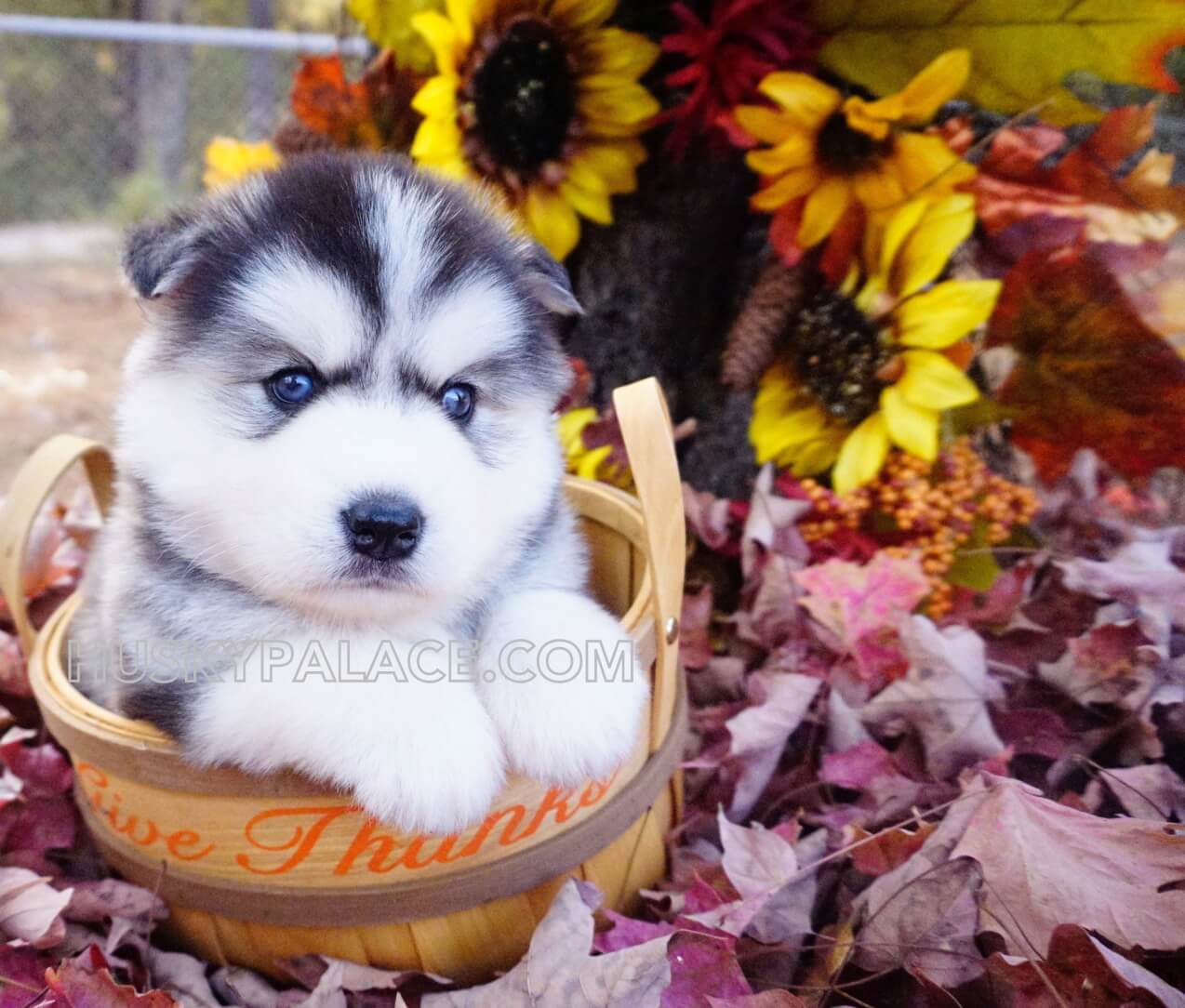 Siberian Huskies in Anderson, SC