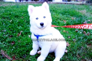 Baby husky white hot sale with blue eyes