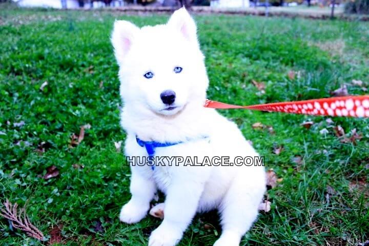 blue eyed siberian husky IMG 5715