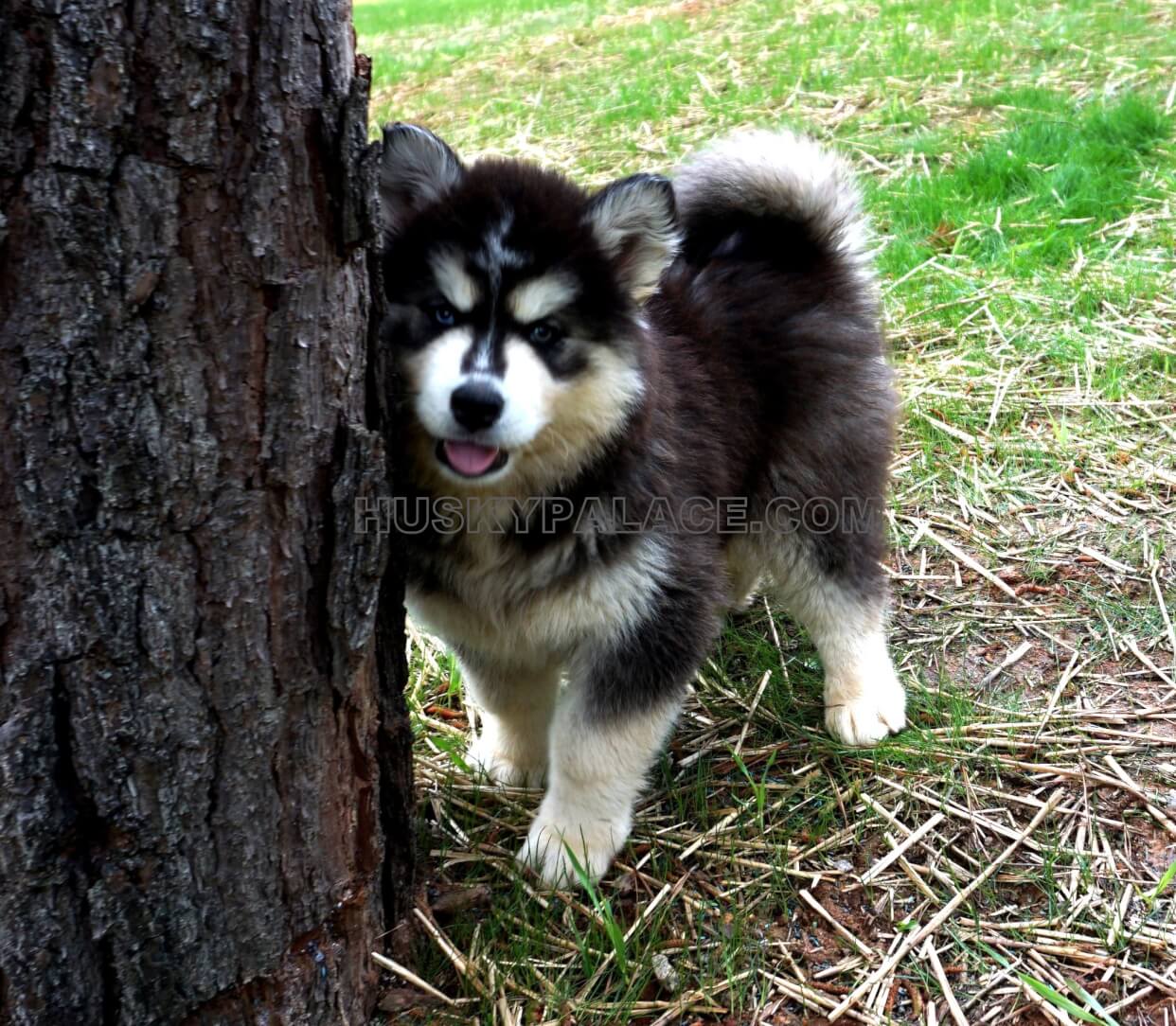 Wooly coat hot sale husky puppy