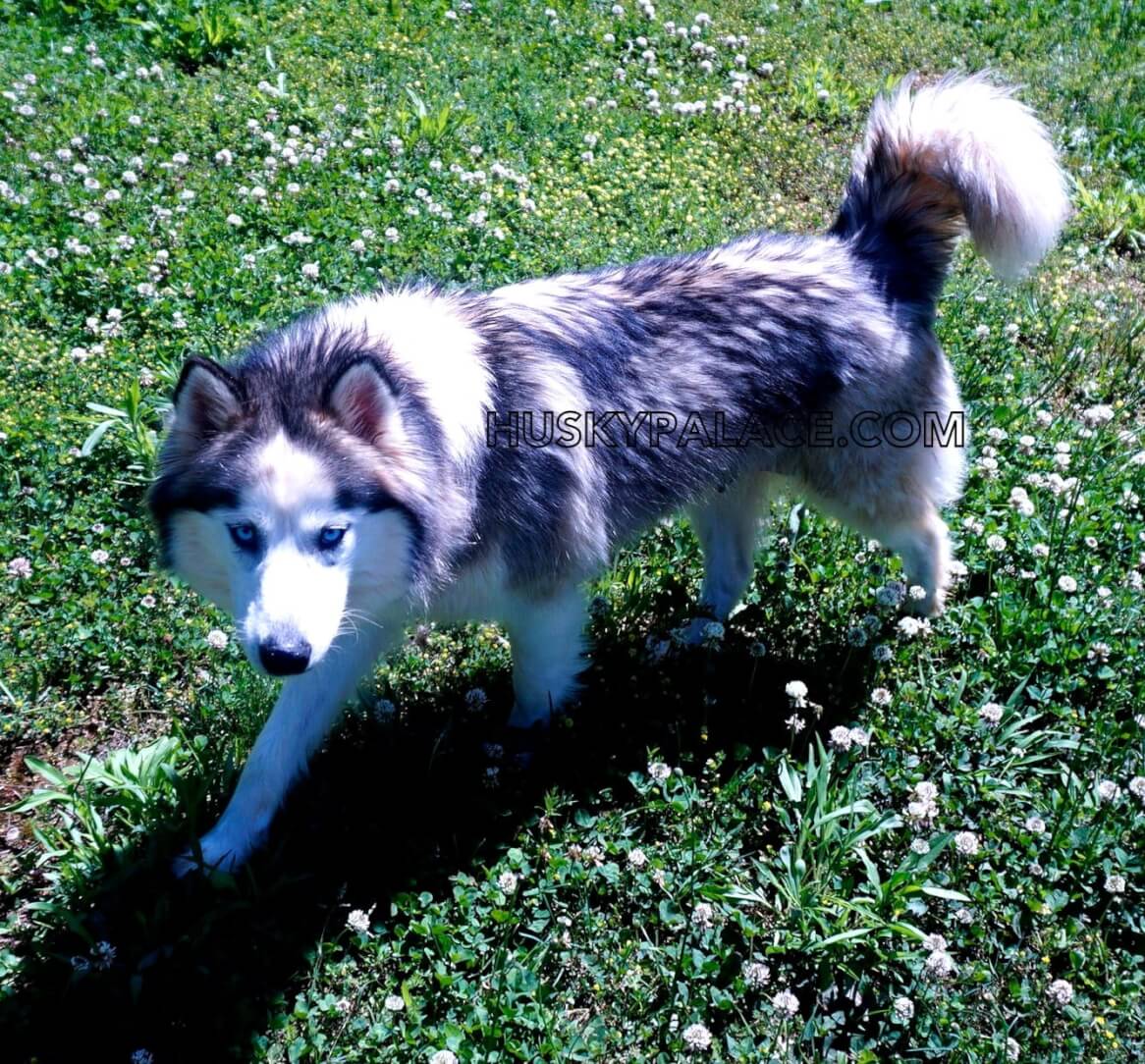 Belle Siberian husky Breeder IMG 22774 min