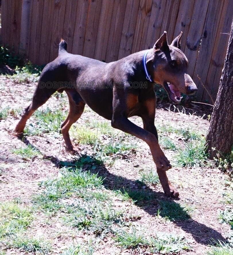 Kimbertal doberman puppies for clearance sale