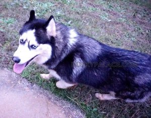 Sarafina Siberian Husky Puppies For Sale in nc
