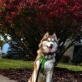 amazing pup review about Husky Palace