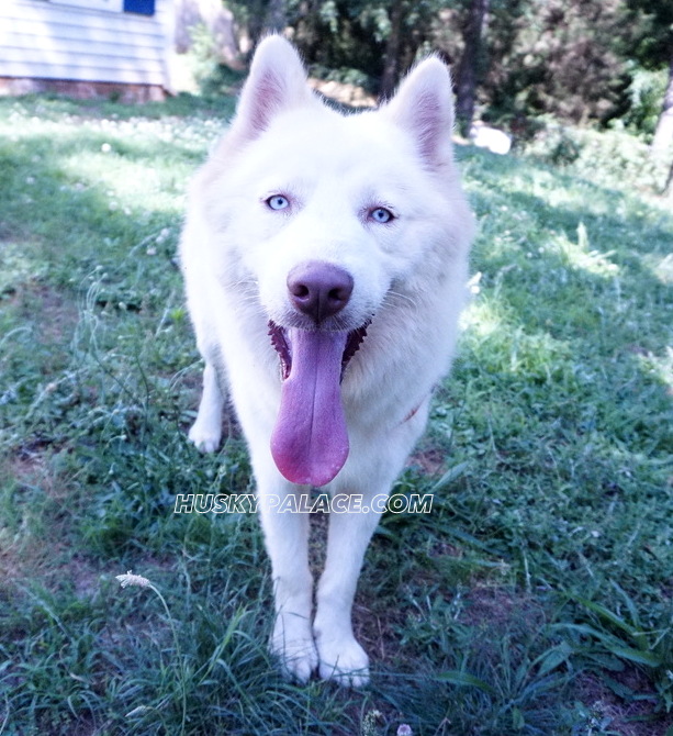 Klaus Mikaelson siberian husky puppy in sc