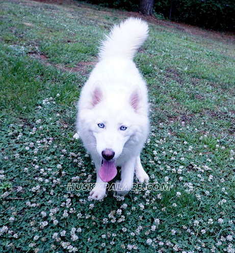 davina claire solid white siberian husky wooly