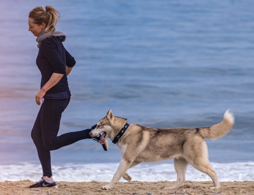6 Tips for Running with Your Dog as Exercise