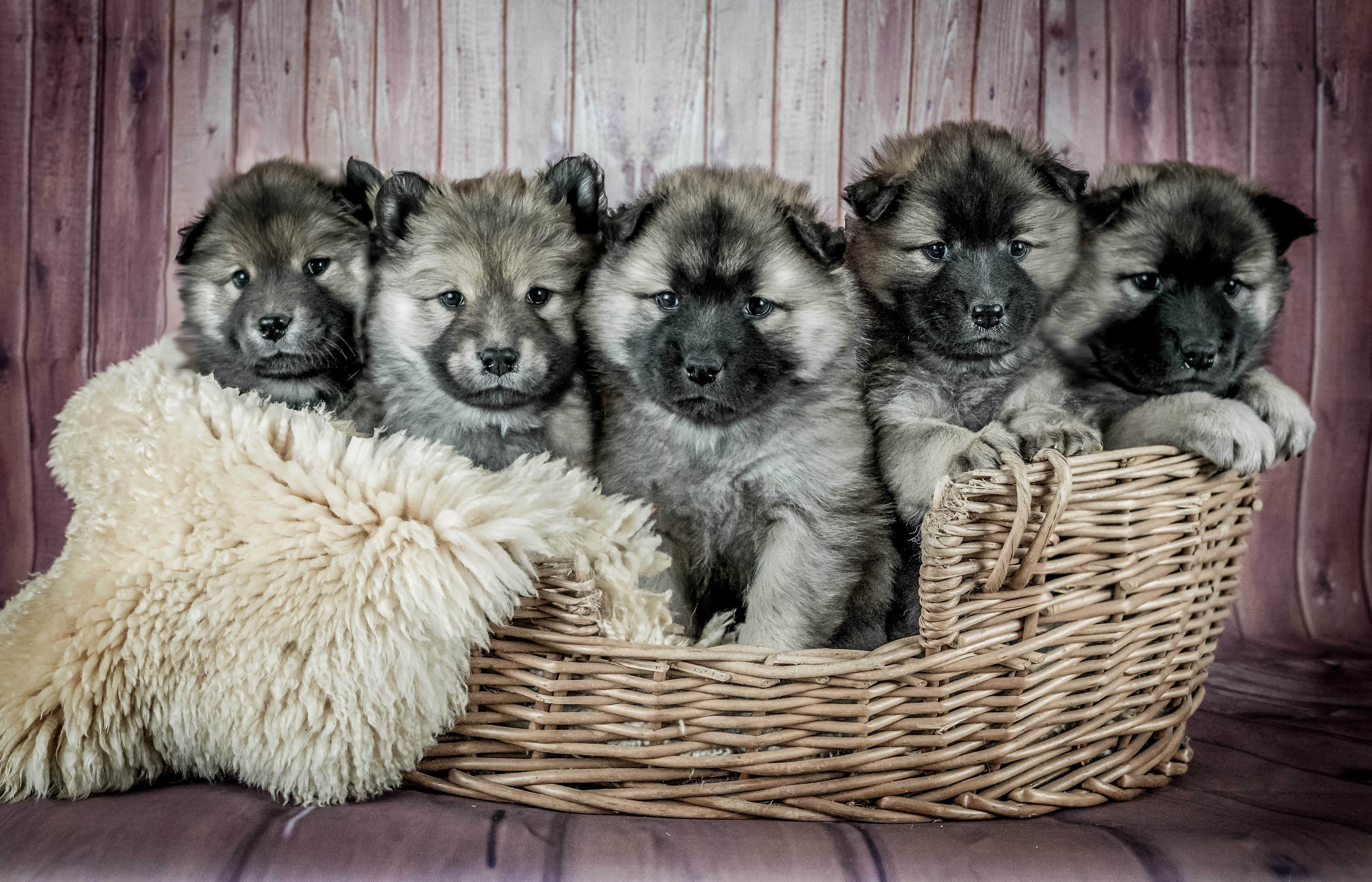 dog breeders - Husky Palace