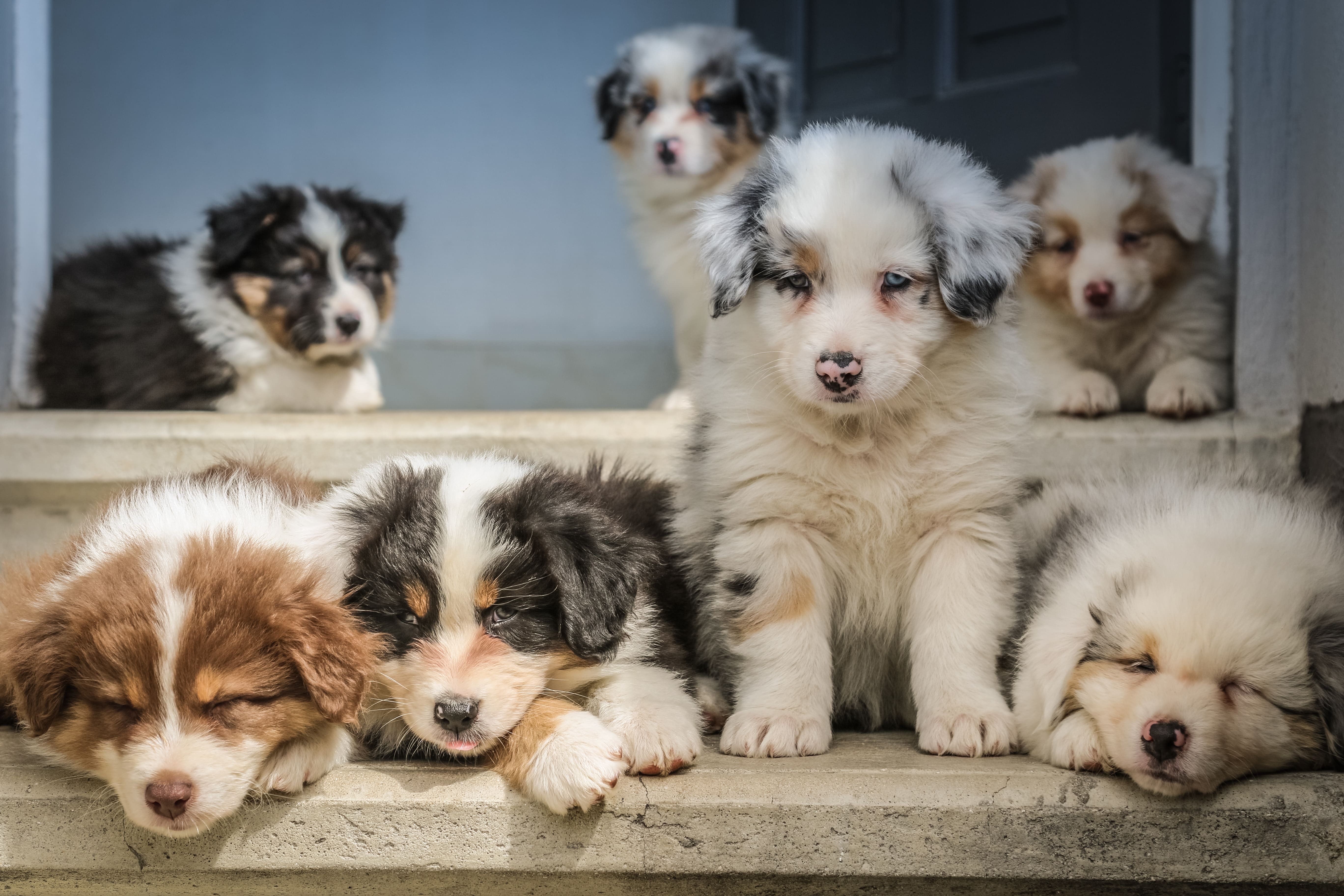 dog breeders in nc - husky palace