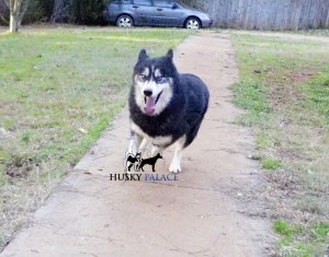 Champion Husky Puppies For Sale in anderson sc