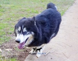 Champion Husky Puppies For Sale in sanford nc
