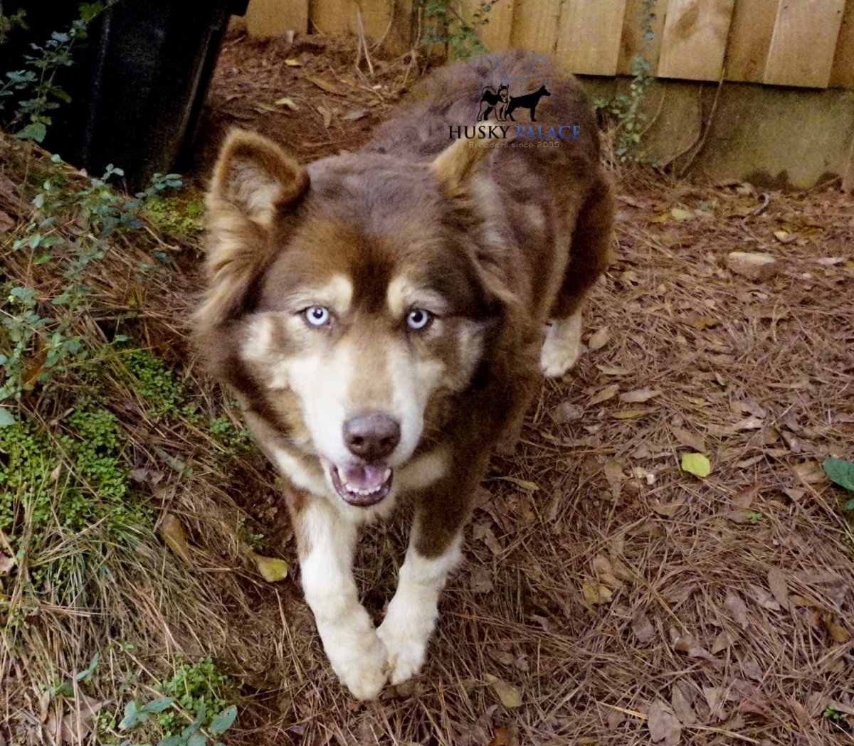 Siberian Husky Puppies For Adoption - Husky Palace