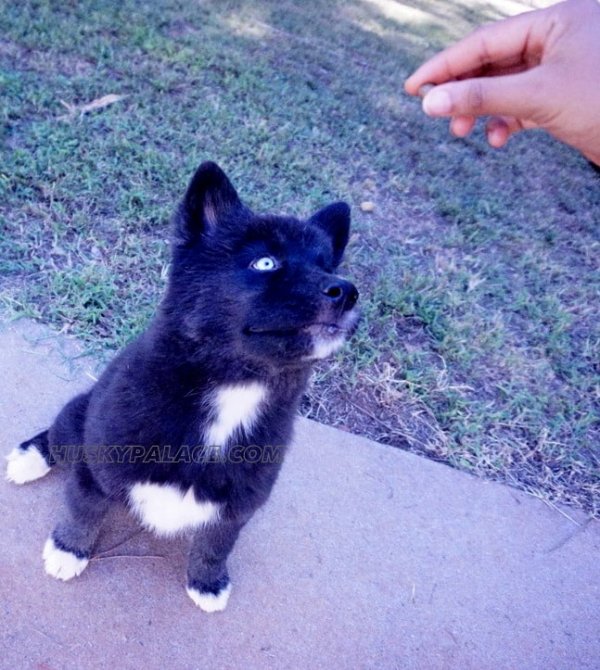 Michaela, Queen of the Night All Black Husky Palace