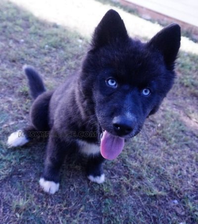 Michaela, Queen of the Night - All Black - Husky Palace