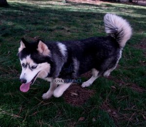 Champion Siberian Husky Puppies For Sale sarafina ga