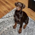 Doberman Palace reviews Ginger