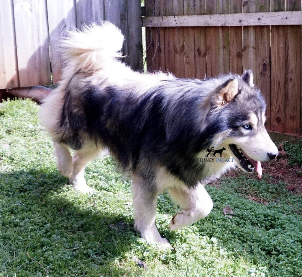 hudsen wooly siberian husky puppy sale - Husky Palace