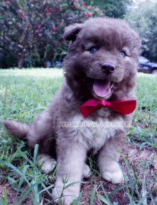 Siberian-husky-puppies-for-sale