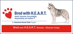 Husky Palace Bred with HEART