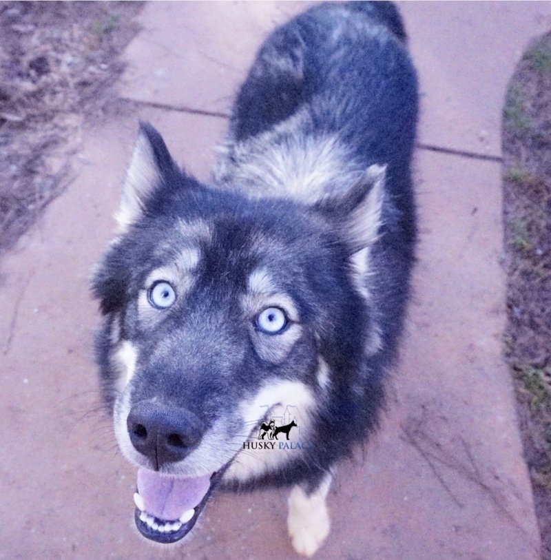 Husky Palace's Azula Queen of The Wild Husky Palace