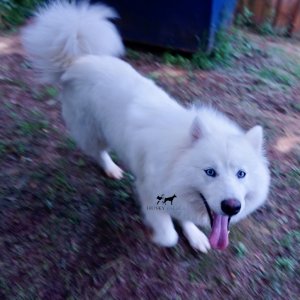 white husky pupy for sale