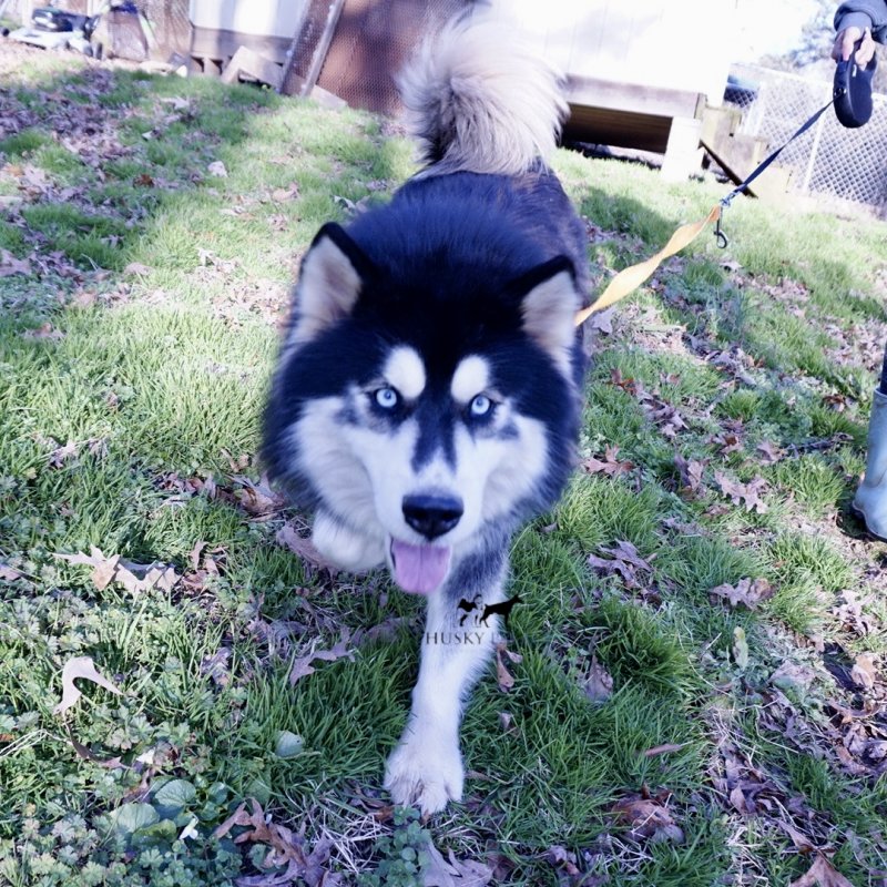 For Sale Husky Puppies AKC Health Siberian Husky Pups Husky Palace