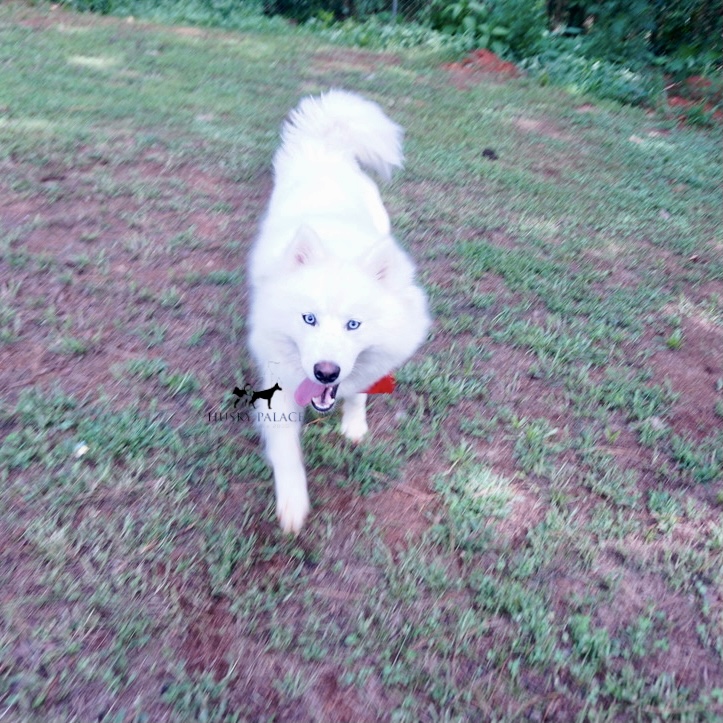 solid white husky for sale
