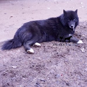 solid black siberian husky breeder