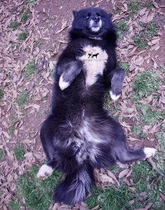 siberian husky breeder black