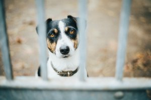dog breeders - Husky Palace