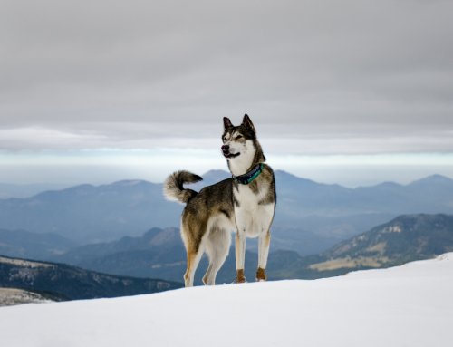 Everything You Need to Know About The Siberian Husky