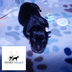 Husky For Sale