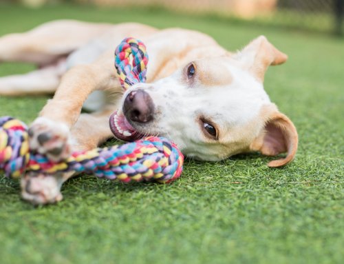 Everything You Need To Know About Doggy Daycare