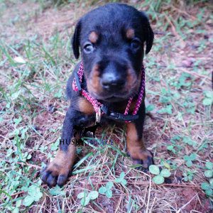 Black/rust Doberman Puppy