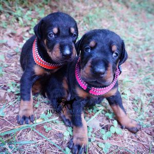 Black/rust Doberman Puppy