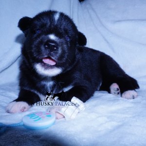 Black Husky Puppy
