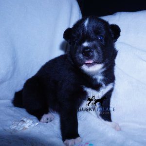 Black Husky Puppy