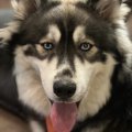 Boris 5 star review husky palace