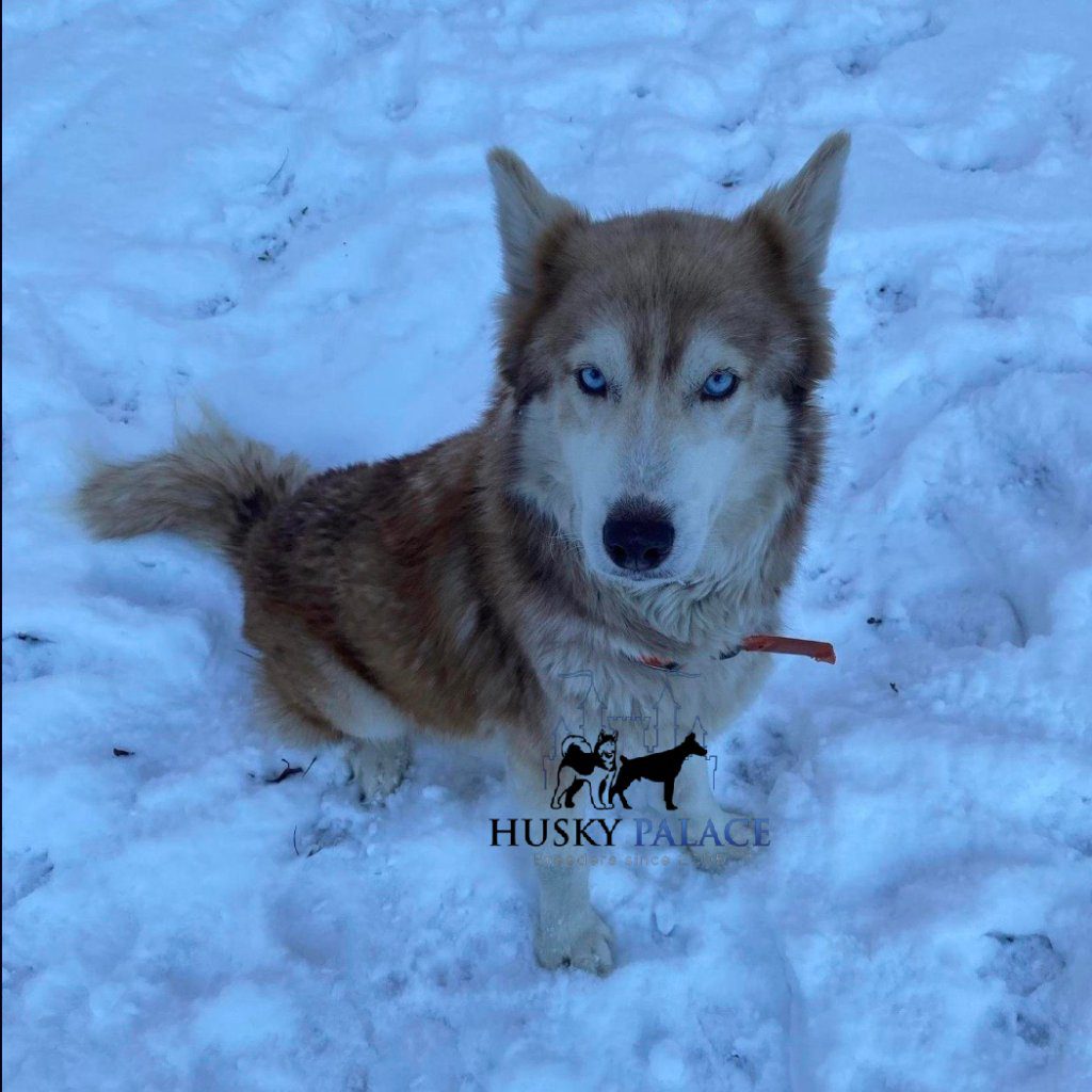 Husky For Sale