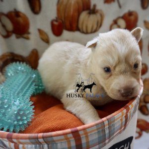 Siberian Huskies for Sale
