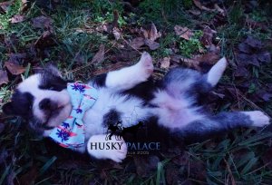 Black/white Husky Puppy