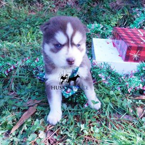 Blue Eyed Husky