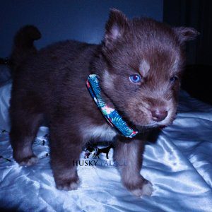 Copper Husky Puppy