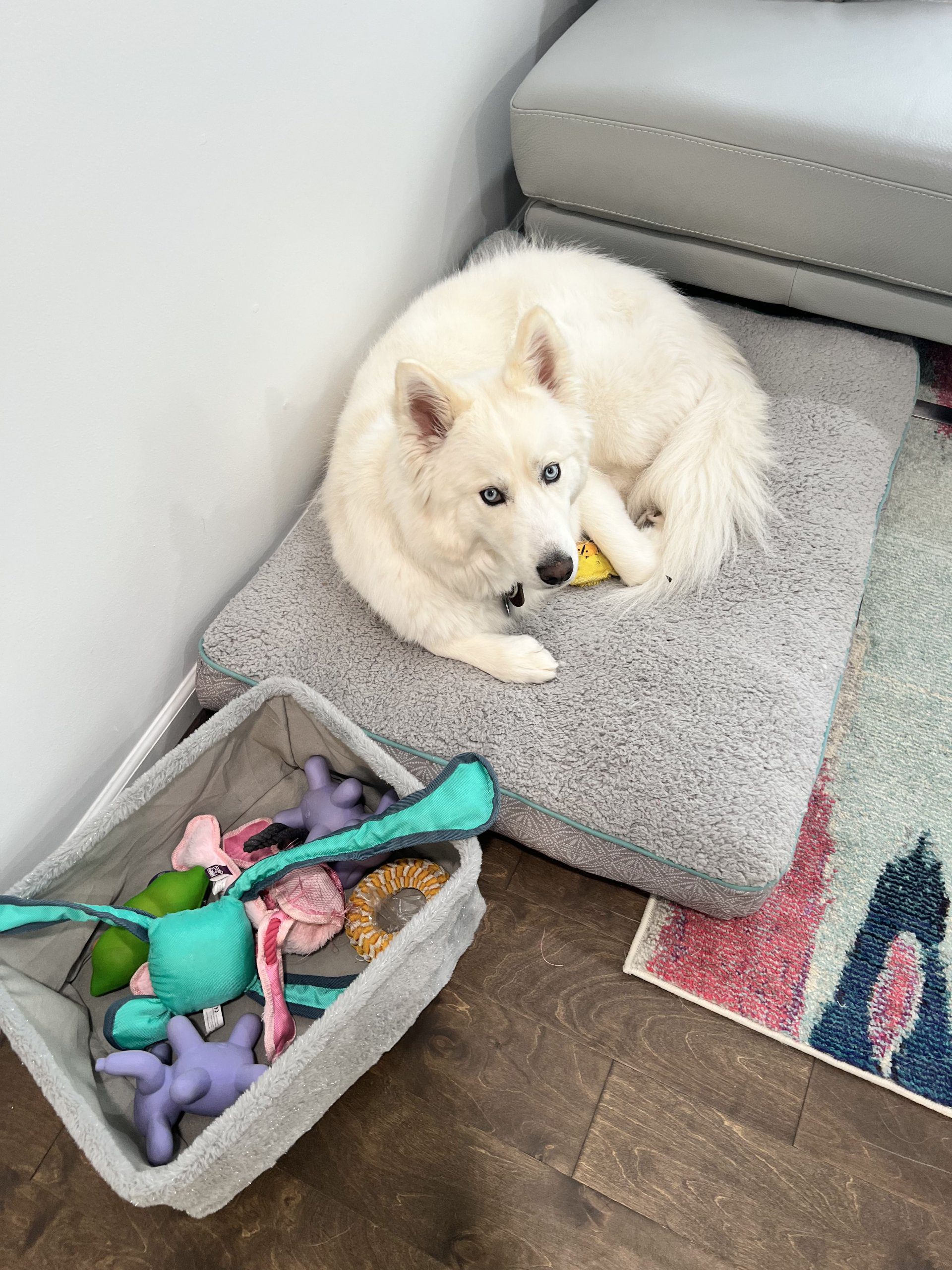 Alpha_white_husky Balto white husky