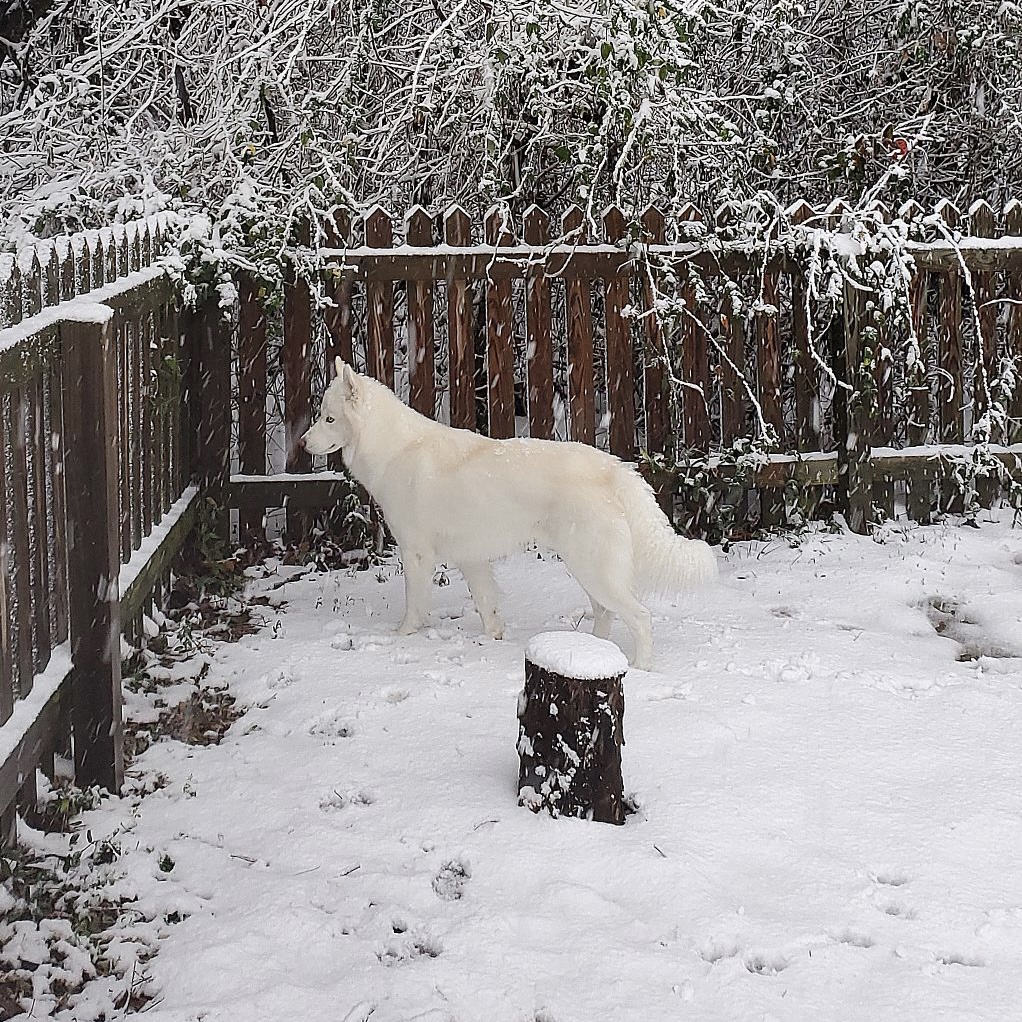Aspen white husky Aspen white husky