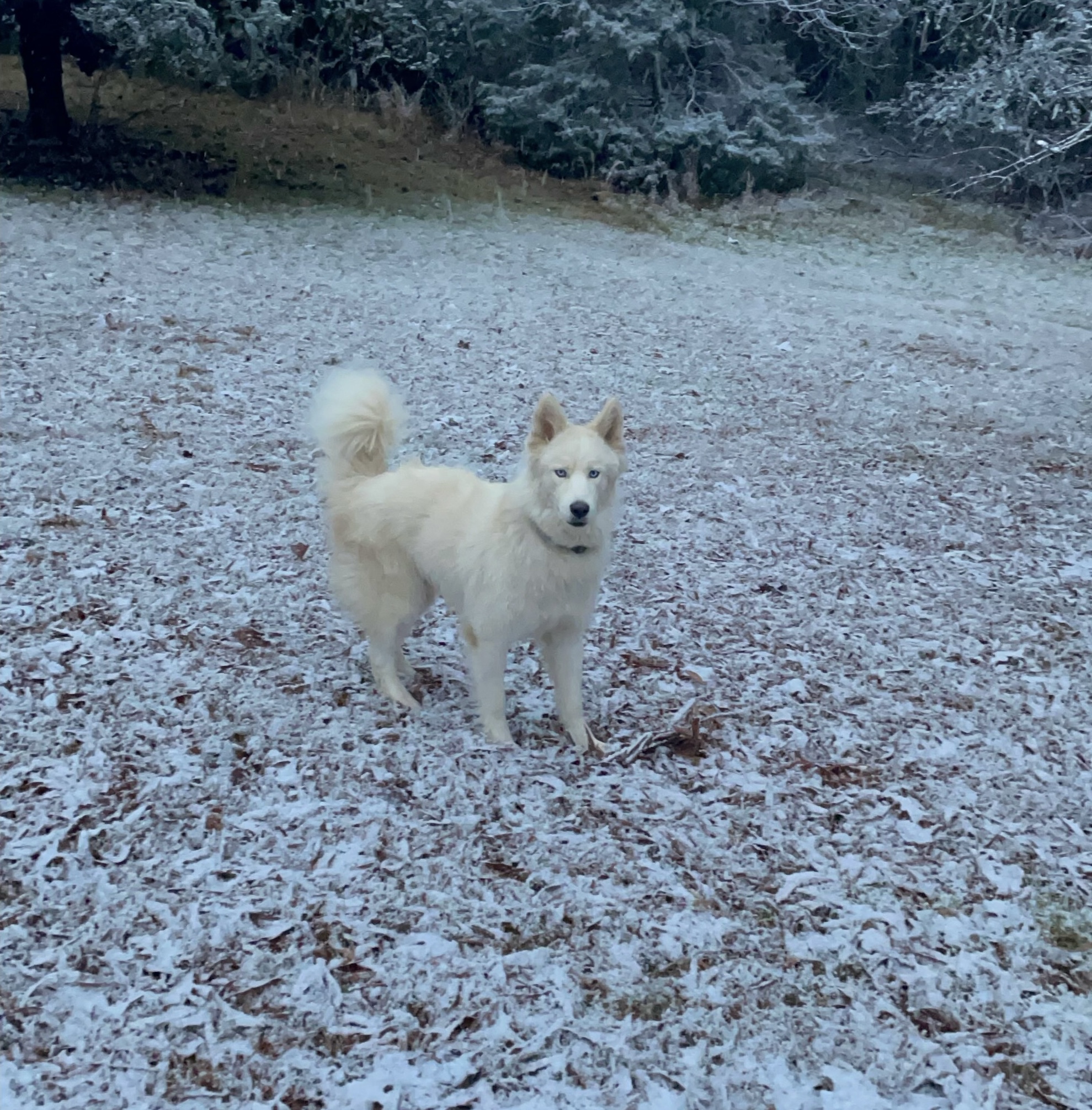 Balto white husky Balto white husky